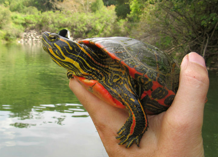 Western Painted Turtle